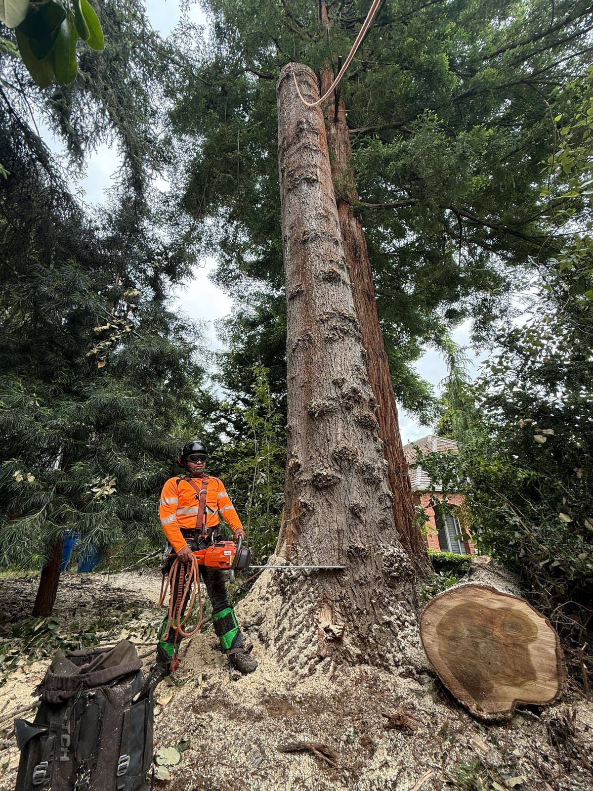 Tree removal specialist cutting large tree trunk with chainsaw