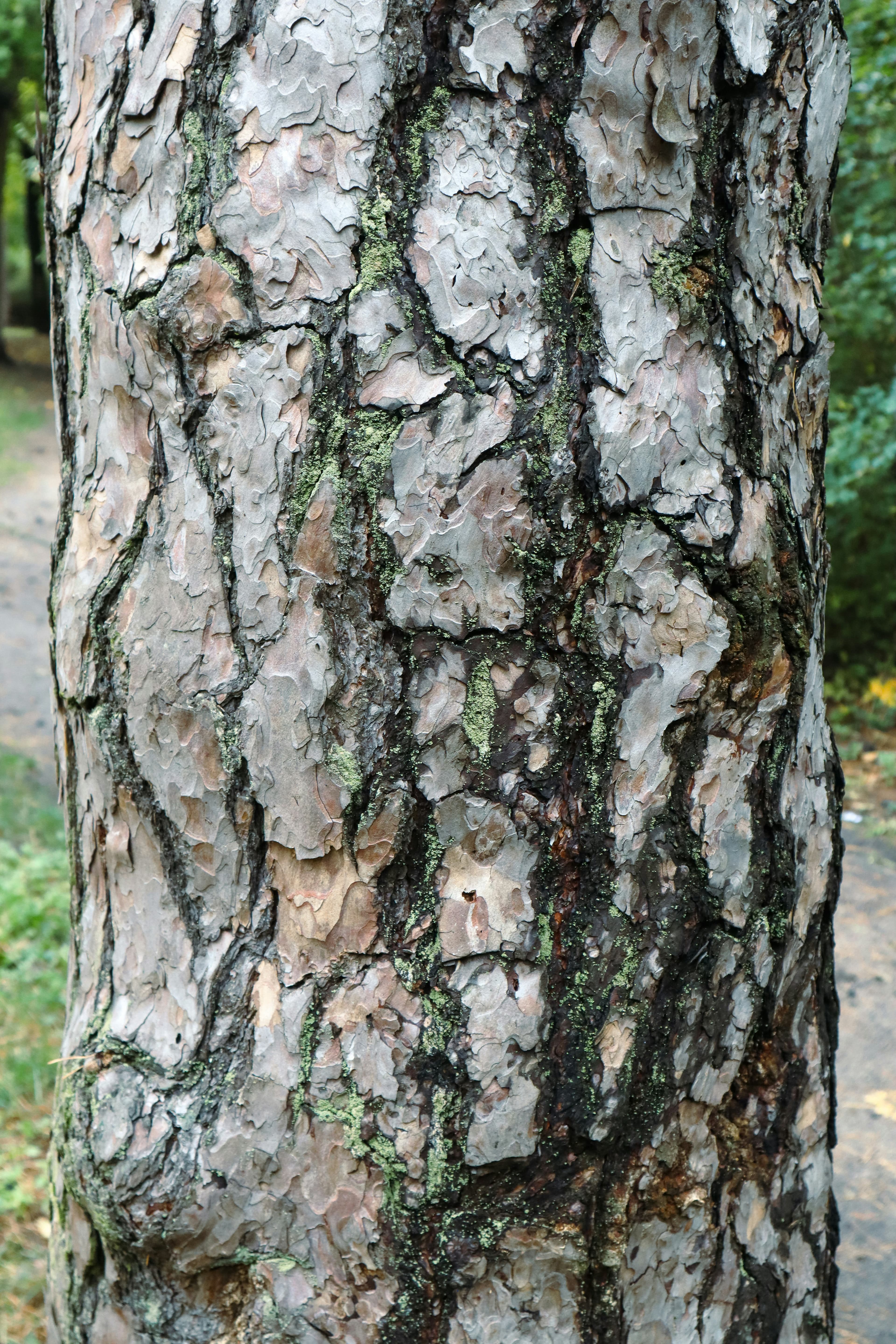 Close-up of tree bark with cracking, scaling, and fungal damage typical of beech bark disease.