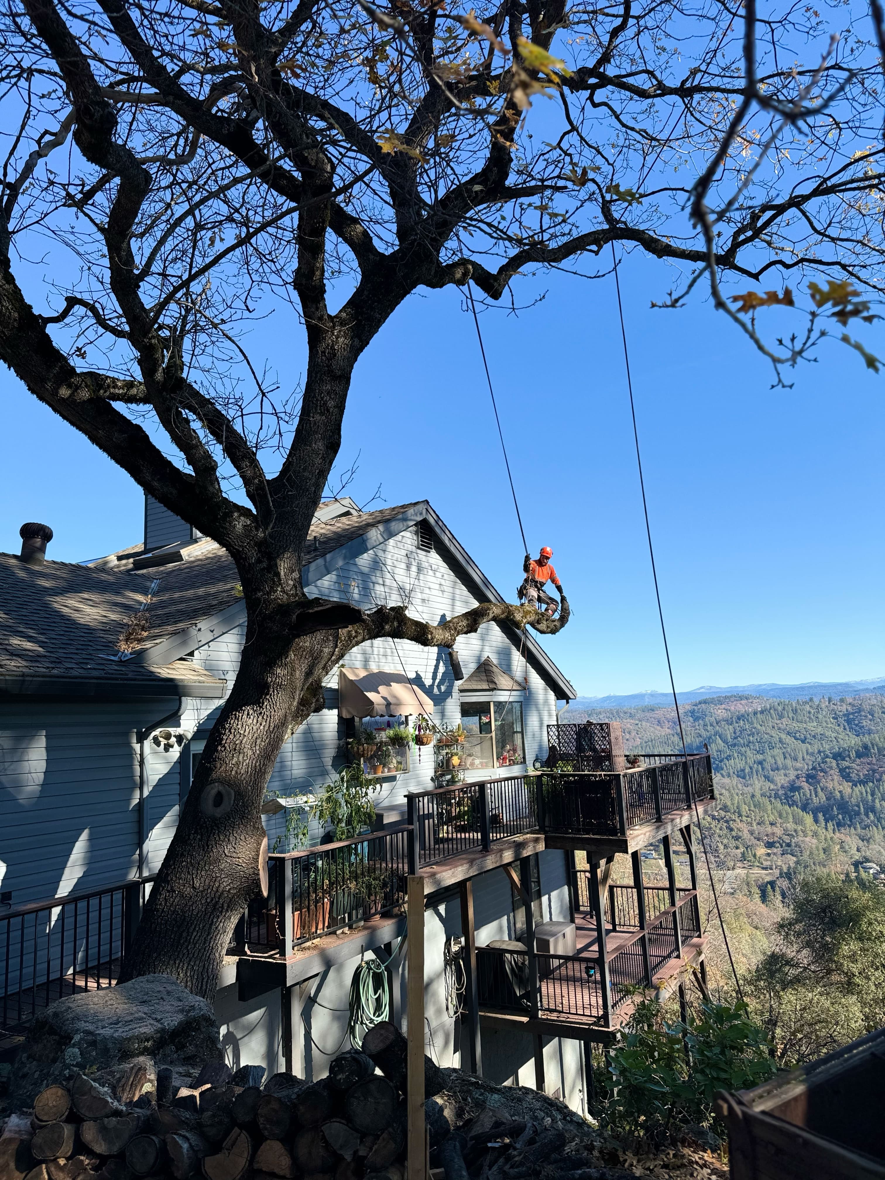 Arborist trimming large tree branches beside hillside home using rope rigging system