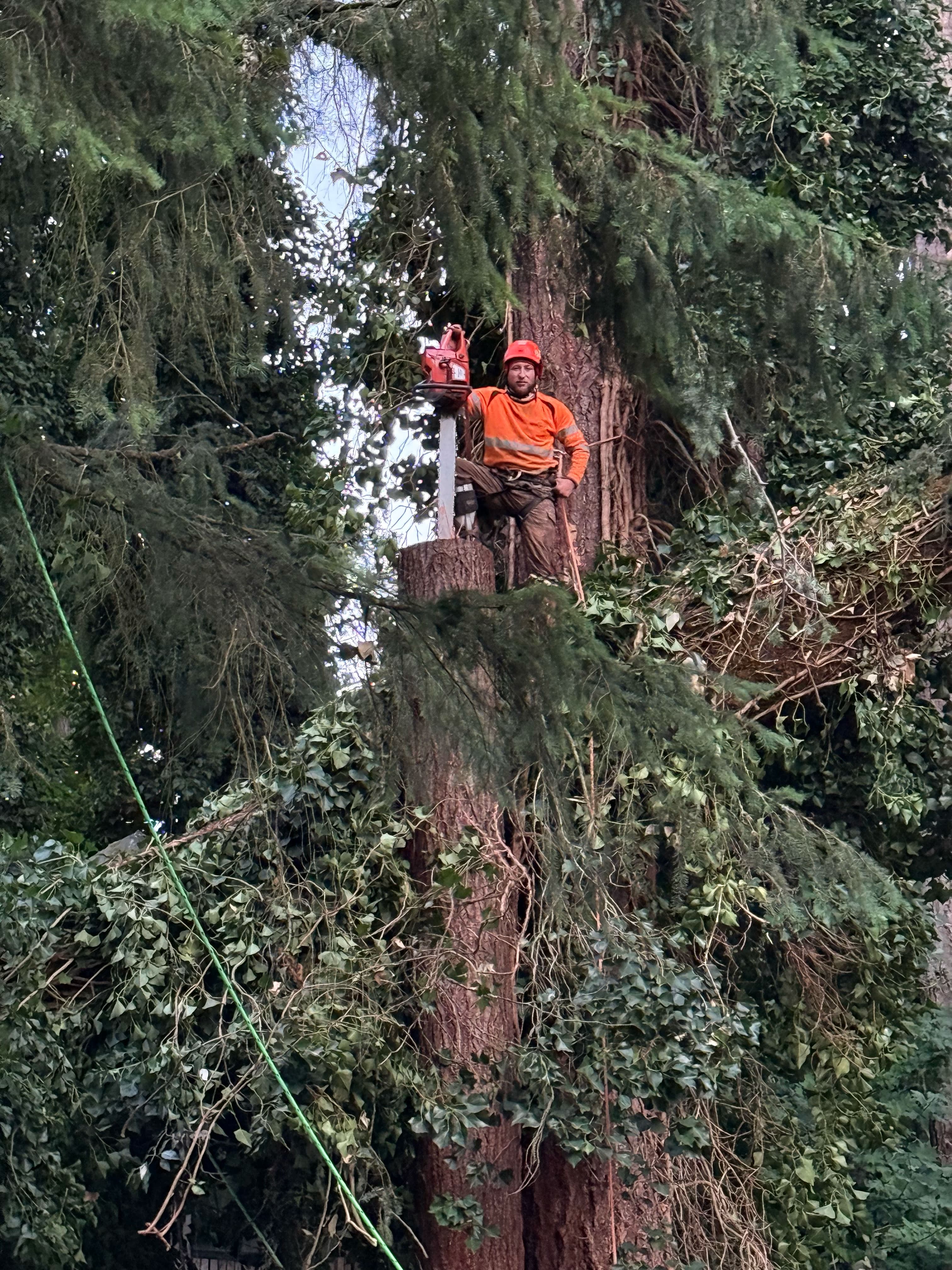 Professional arborist removing tree top section with chainsaw during tree removal service