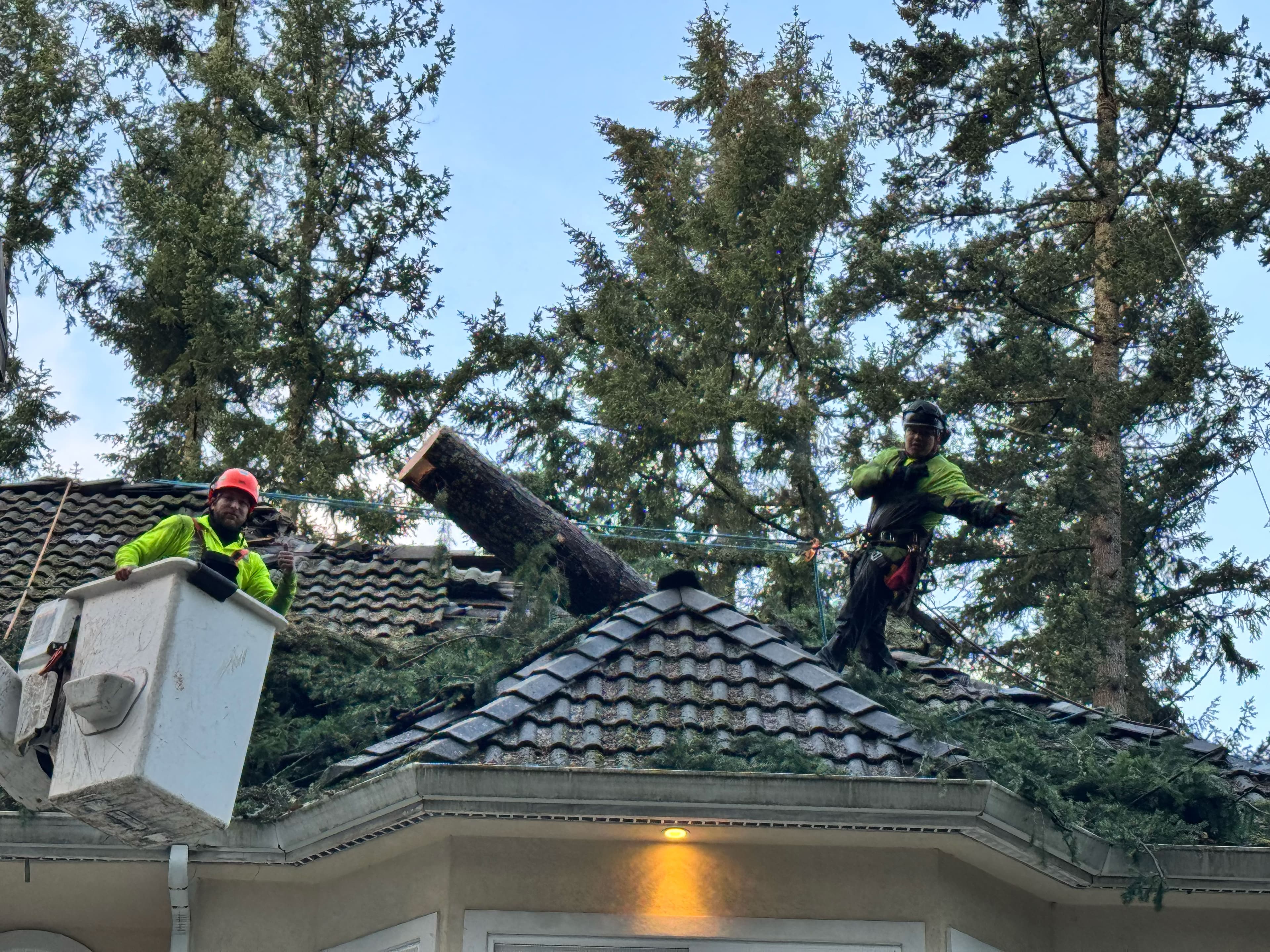 Arborists safely removing fallen tree from residential roof using ropes and bucket lift