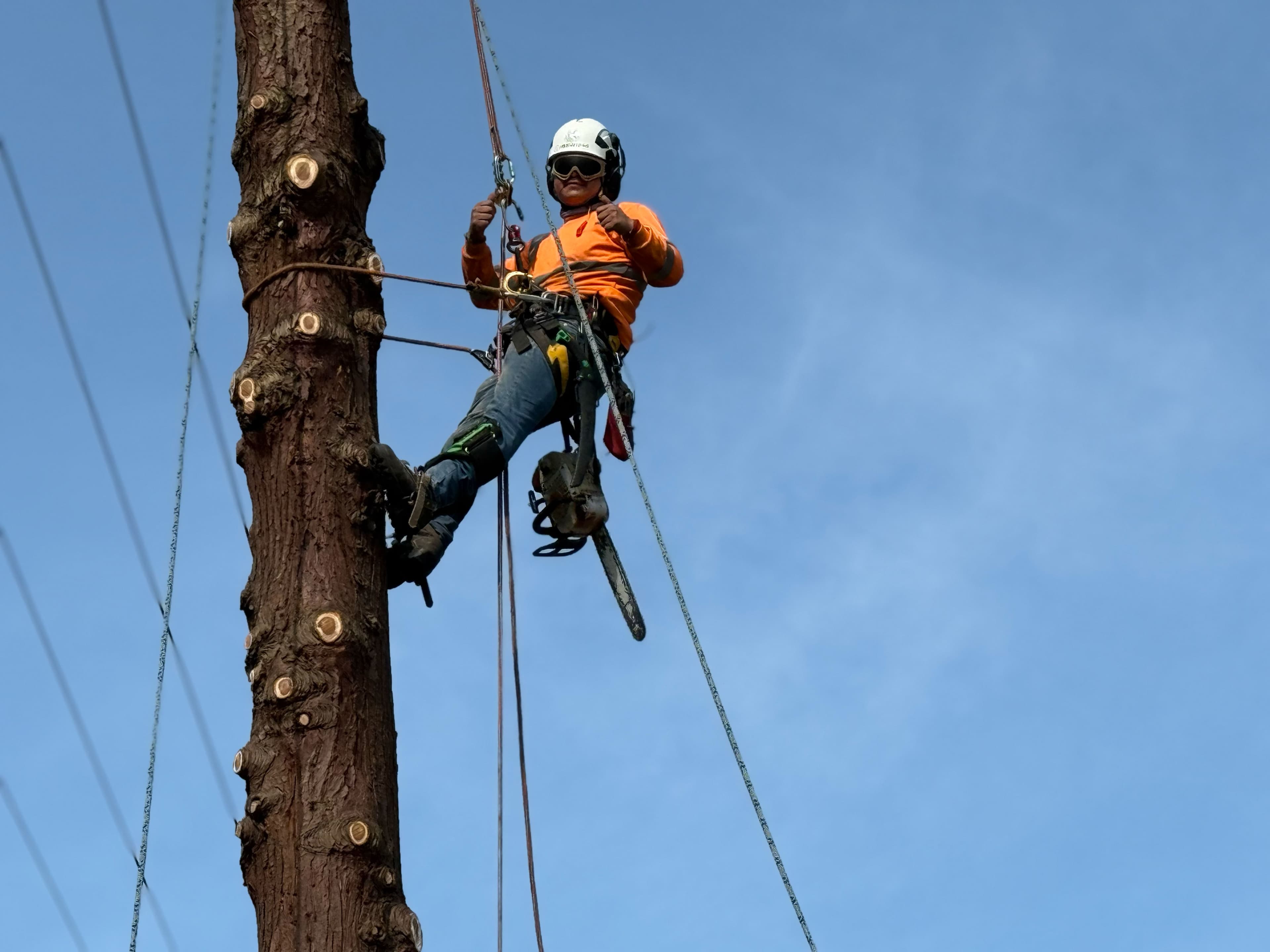 Tree climber secured with harness trimming tall tree trunk with chainsaw