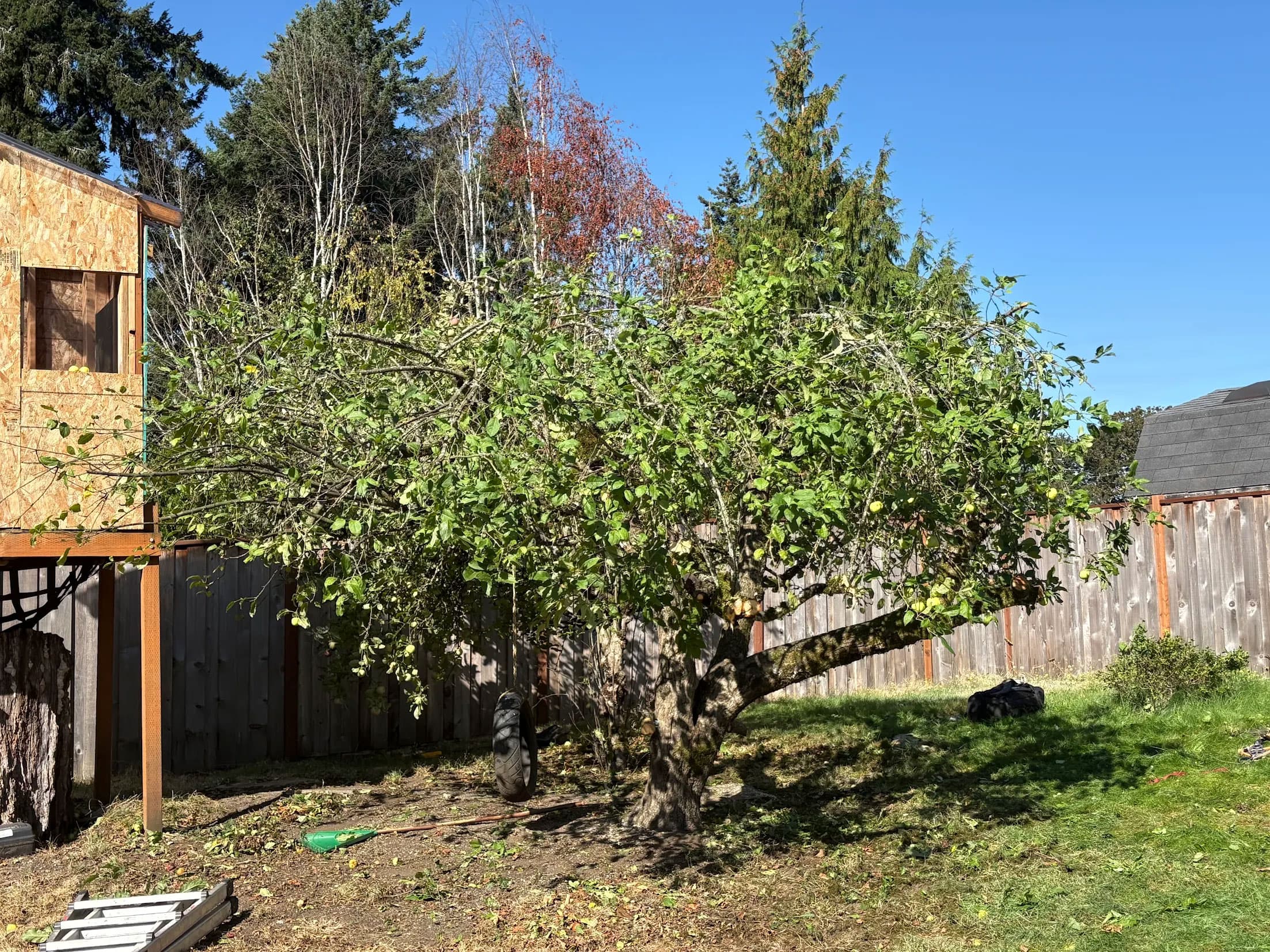 Appletree in backyard before pruning and maintenance service