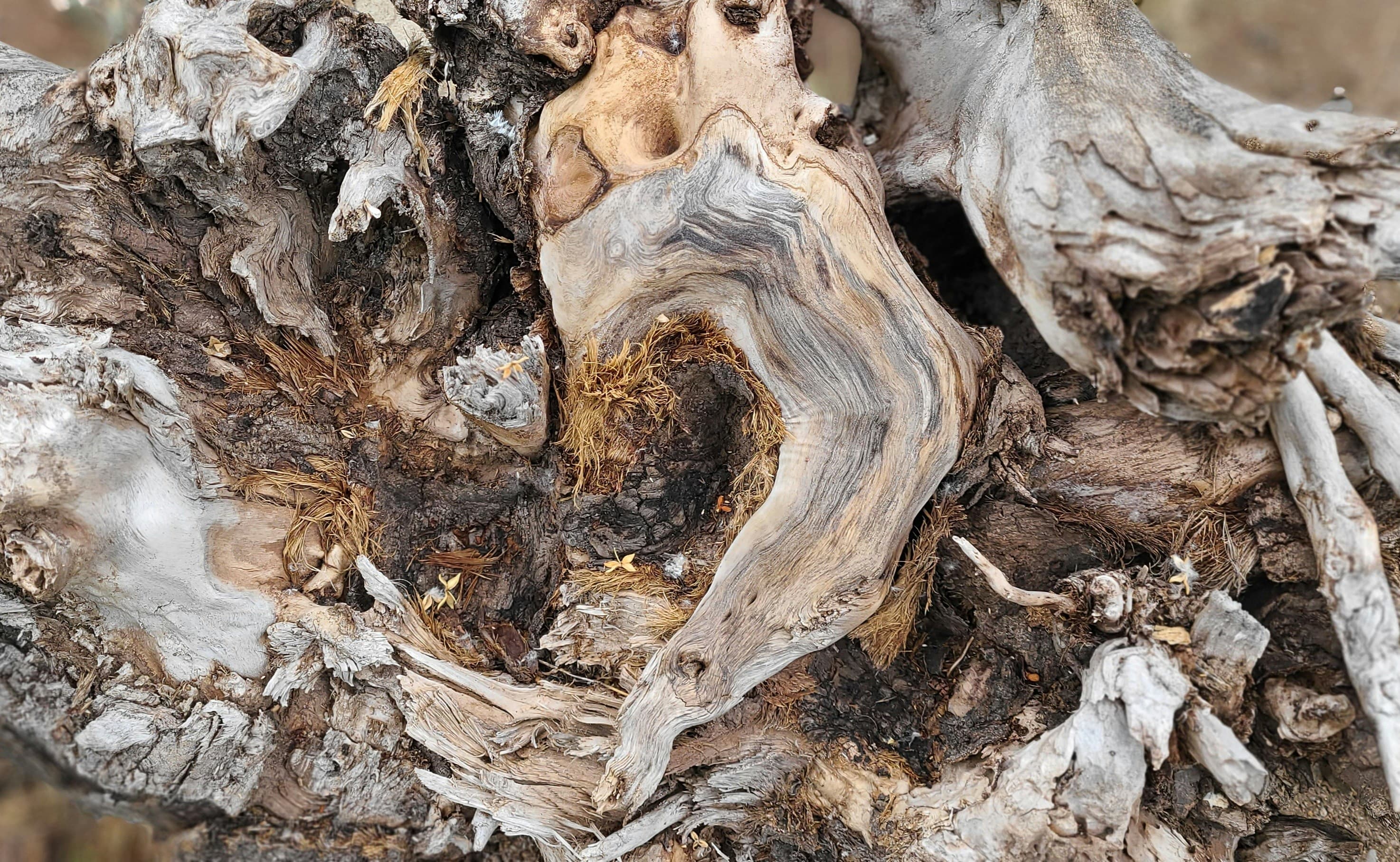 Damaged tree base and wood tissue showing decay caused by Phytophthora root rot.