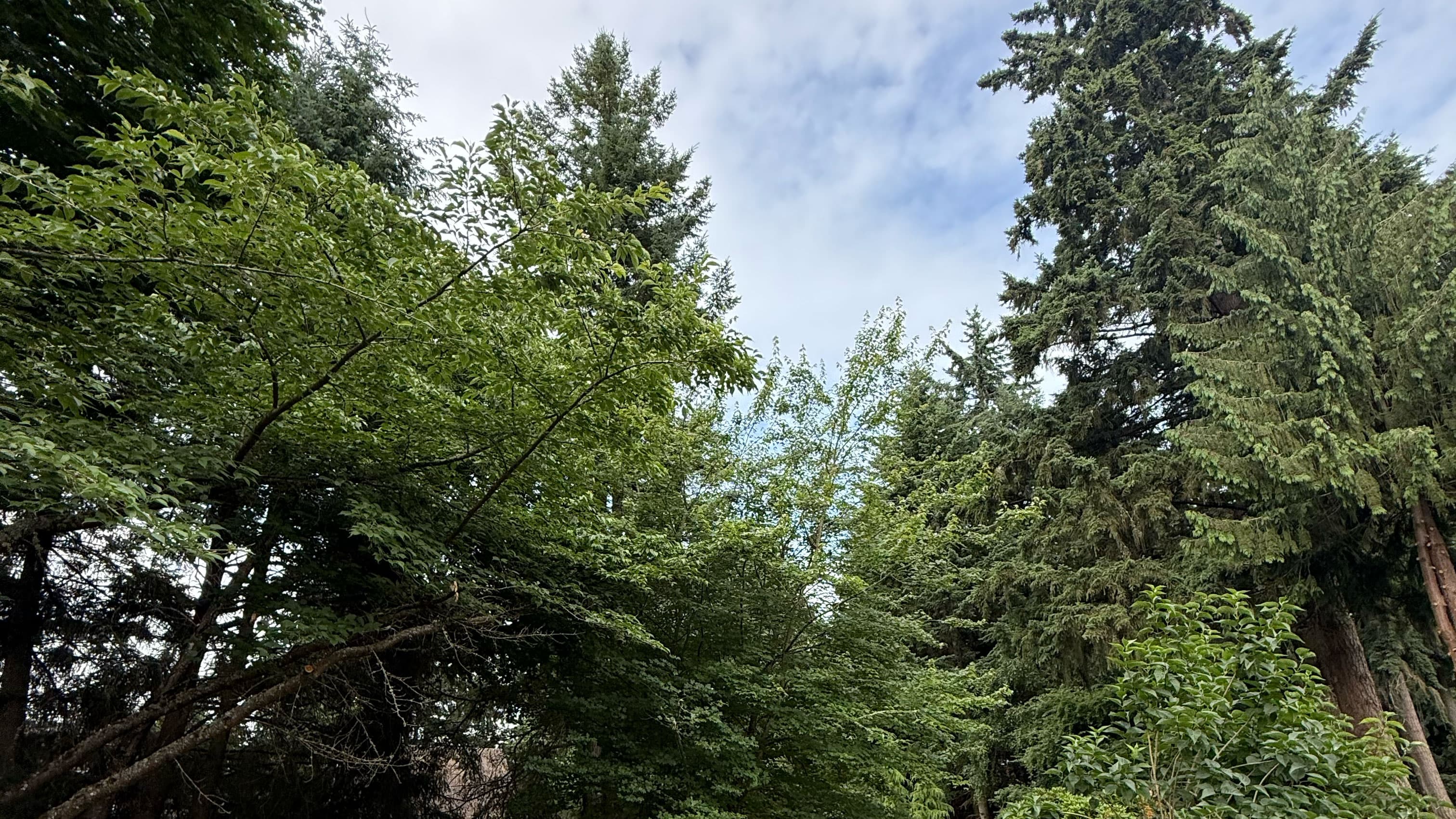Arborist climbing and trimming tall tree using rope system