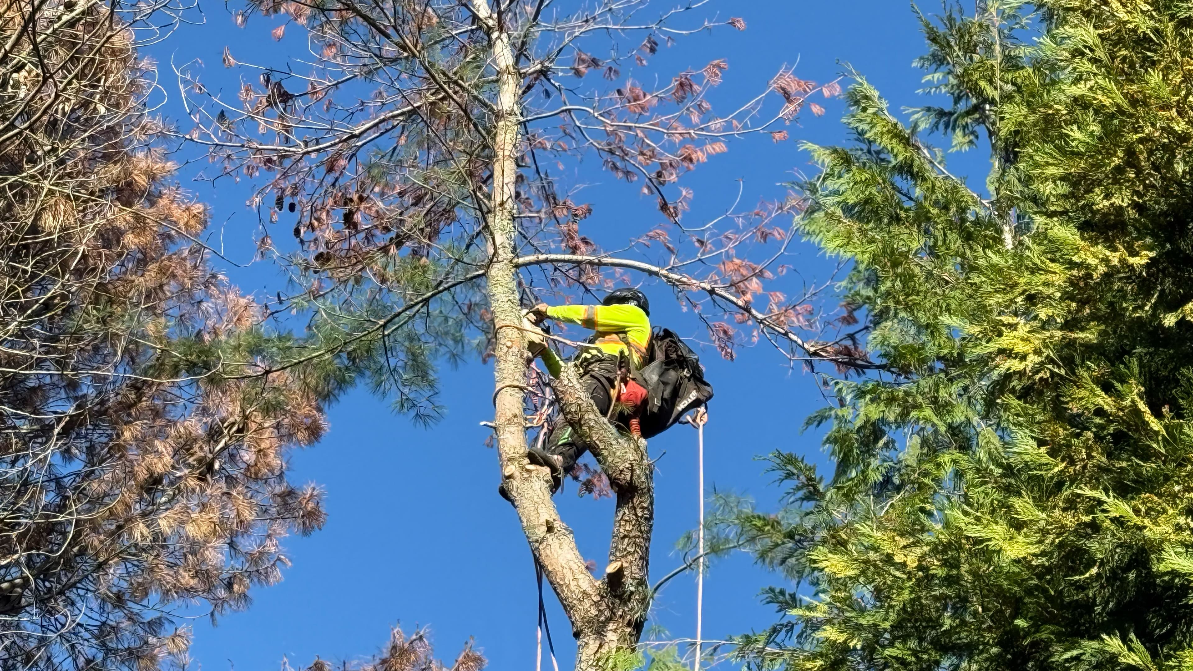 Worker pruning ornamental tree branches in front yard