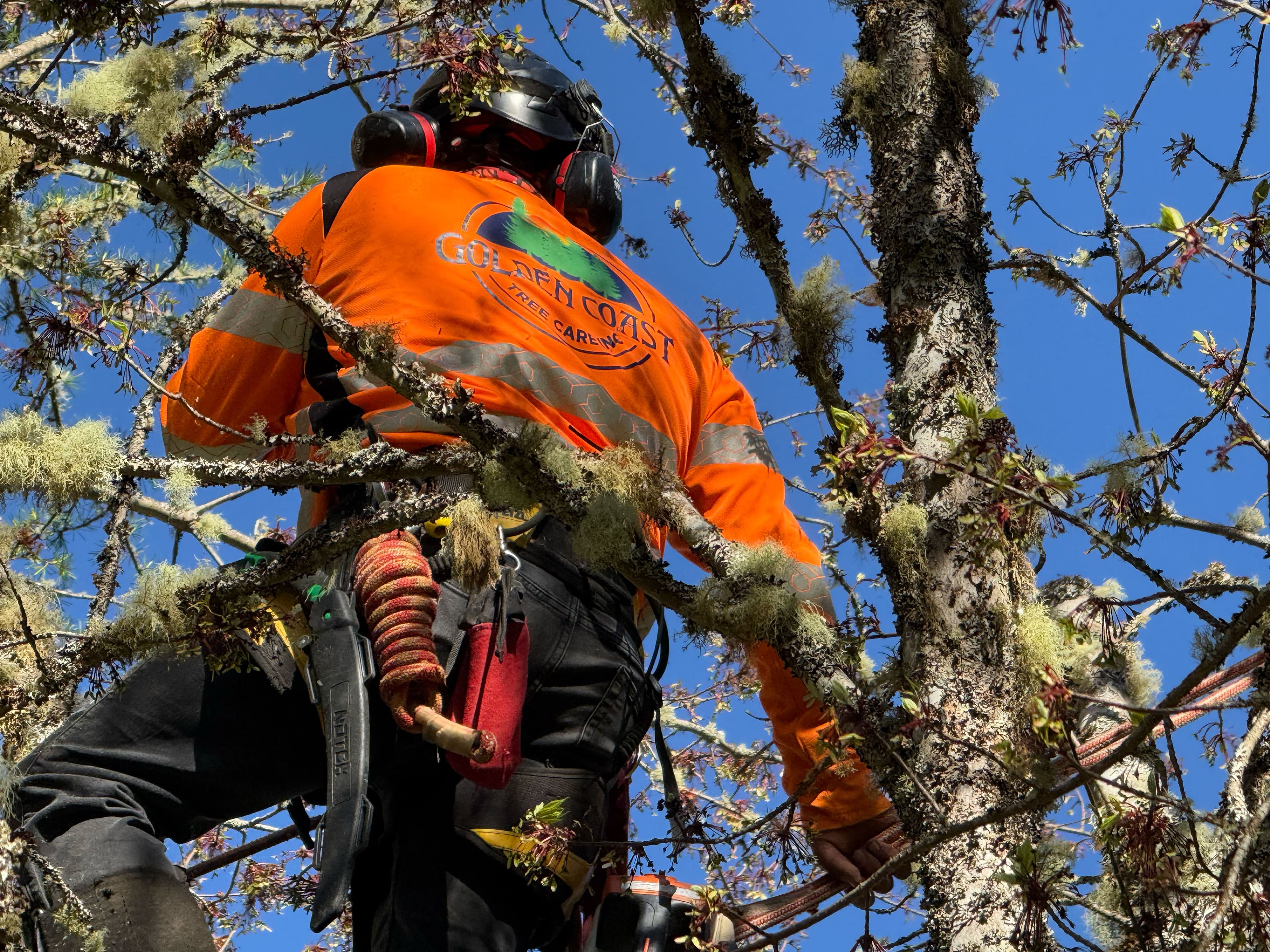 Golden Coast Tree Care arborist pruning flowering tree branches while secured in climbing harness