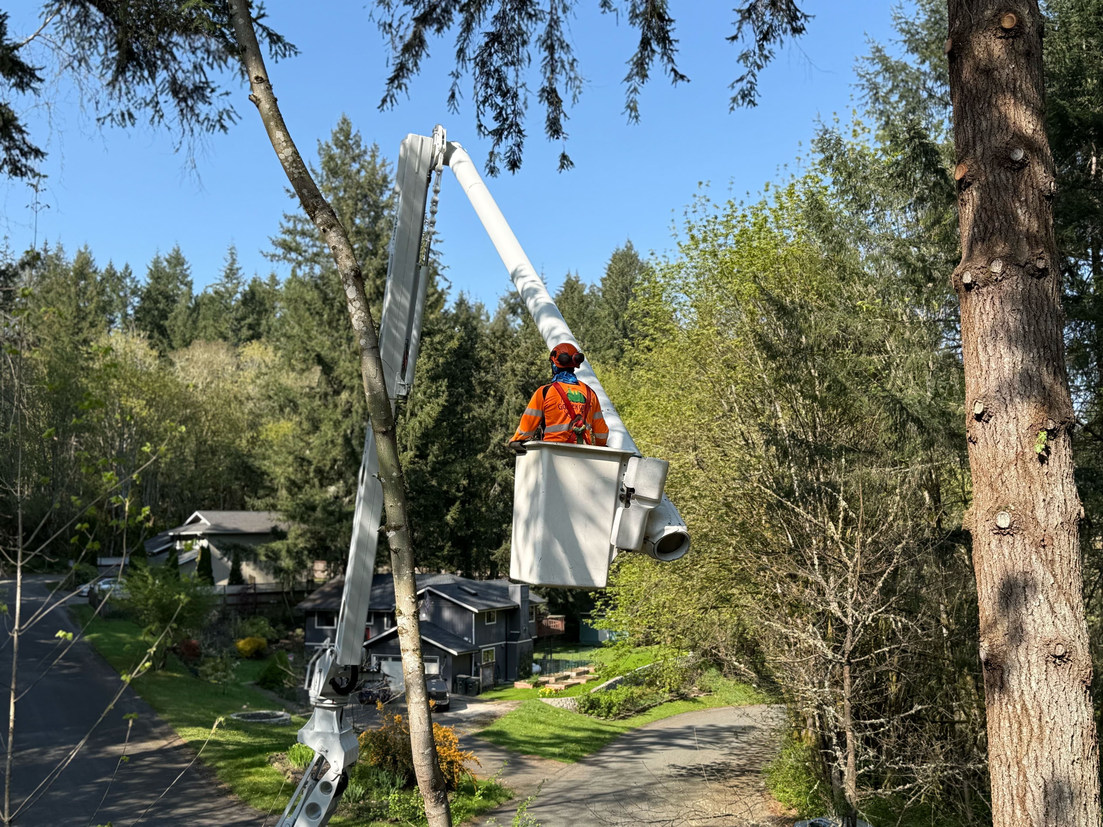 Arborist in bucket lift trimming tree branches above neighborhood street