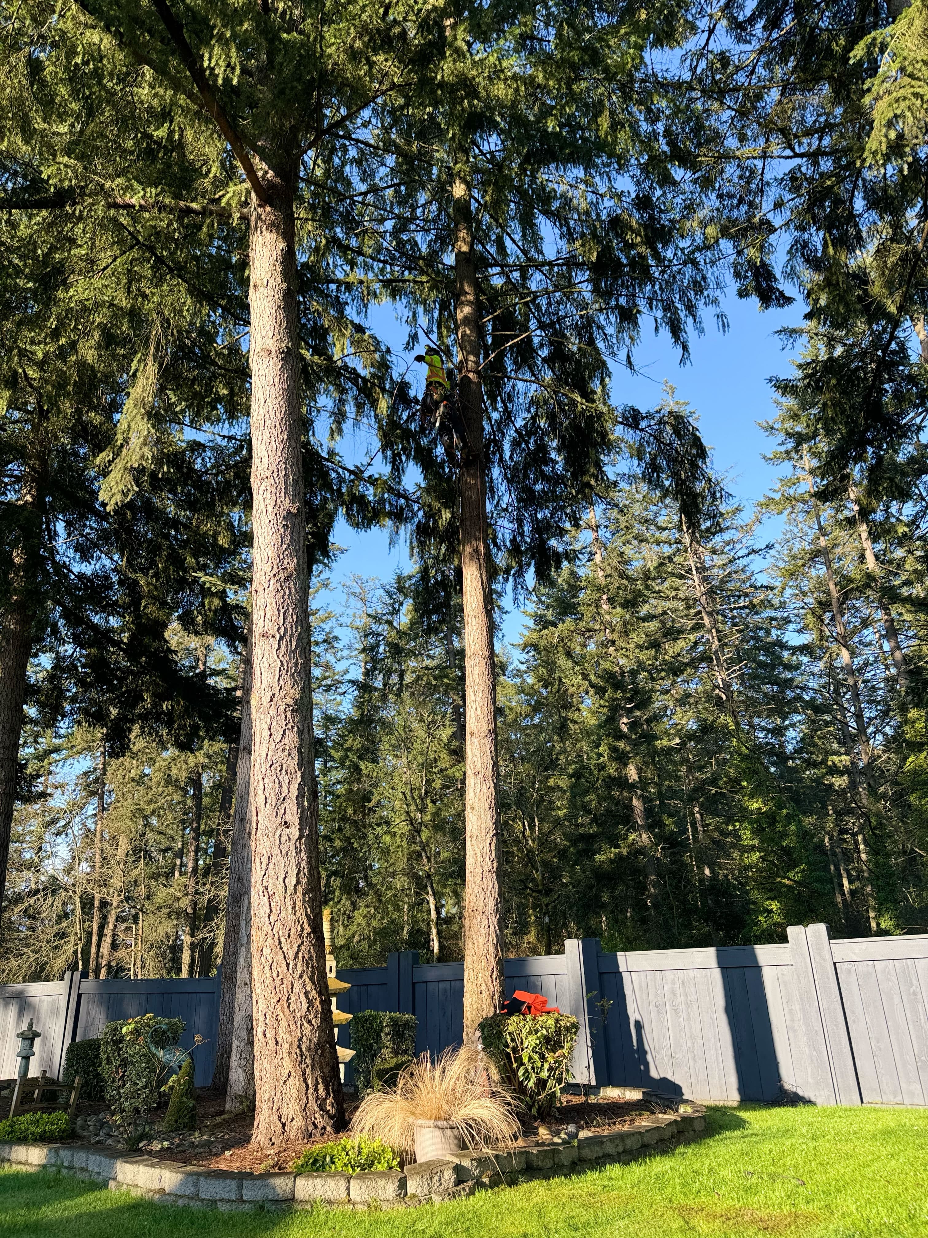 Arborist climbing tall evergreen tree for canopy pruning in backyard