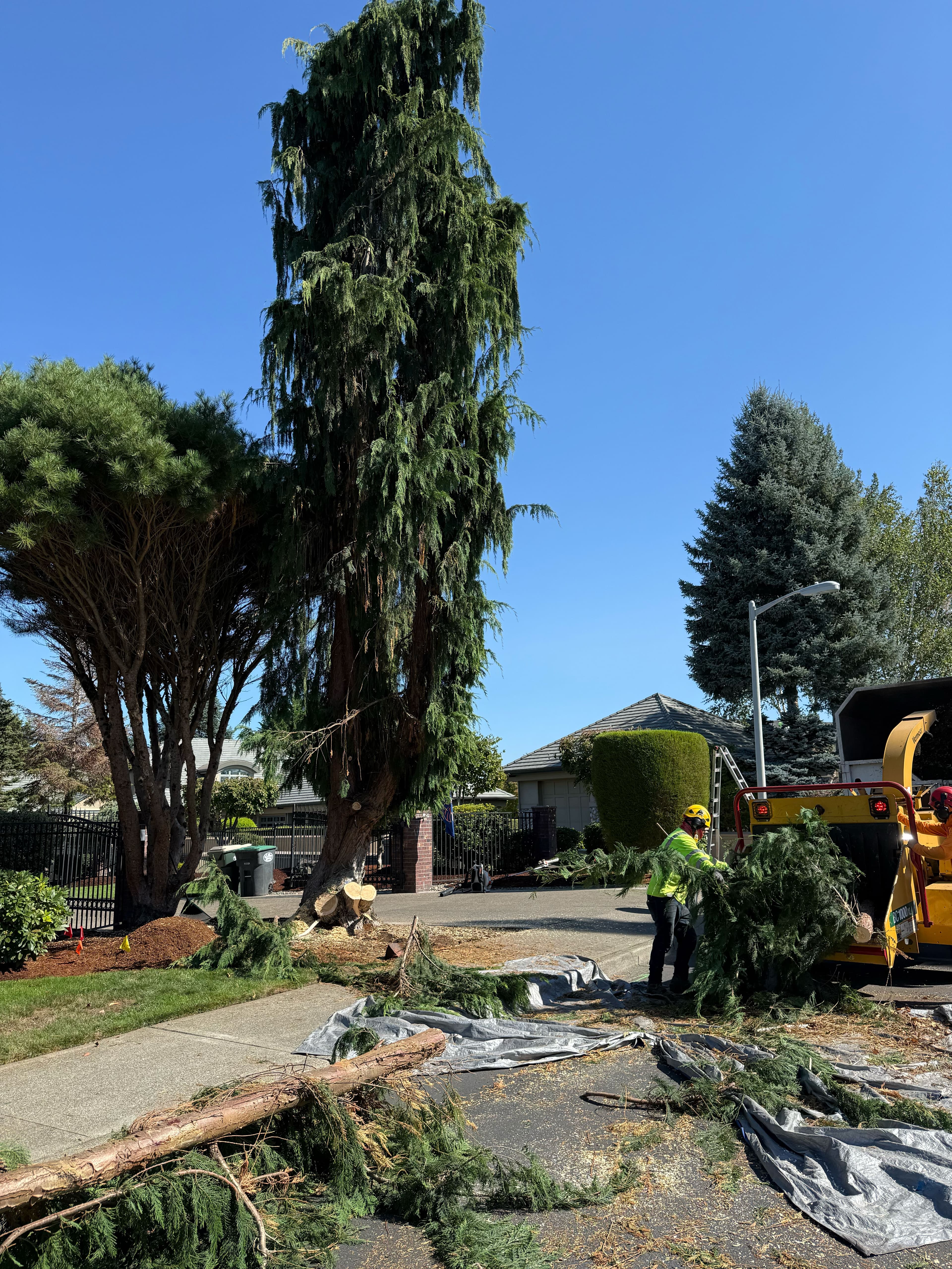 Tree service crew feeding branches into wood chipper during tree removal