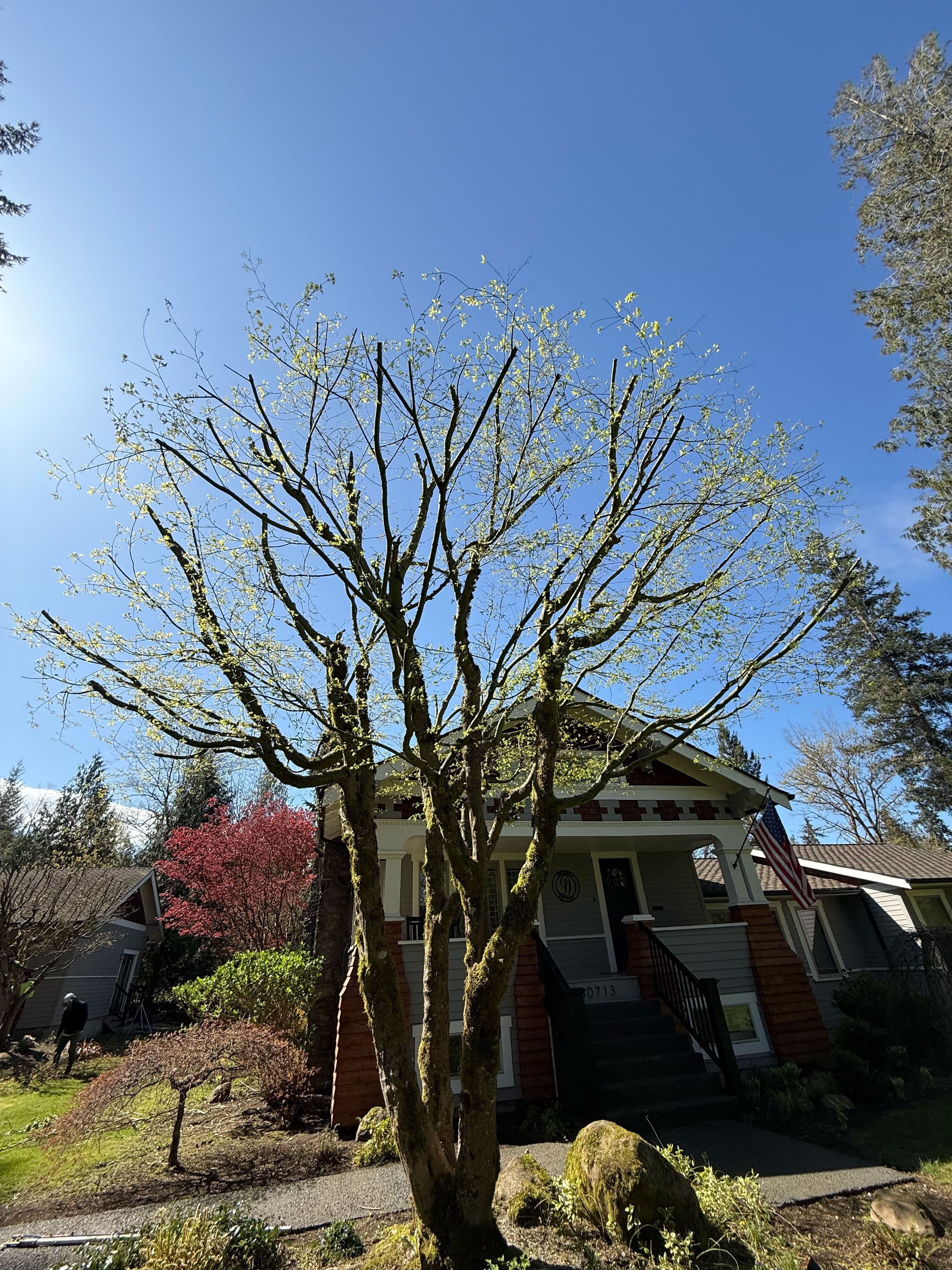 Recently pruned residential tree with cleaned canopy in front yard