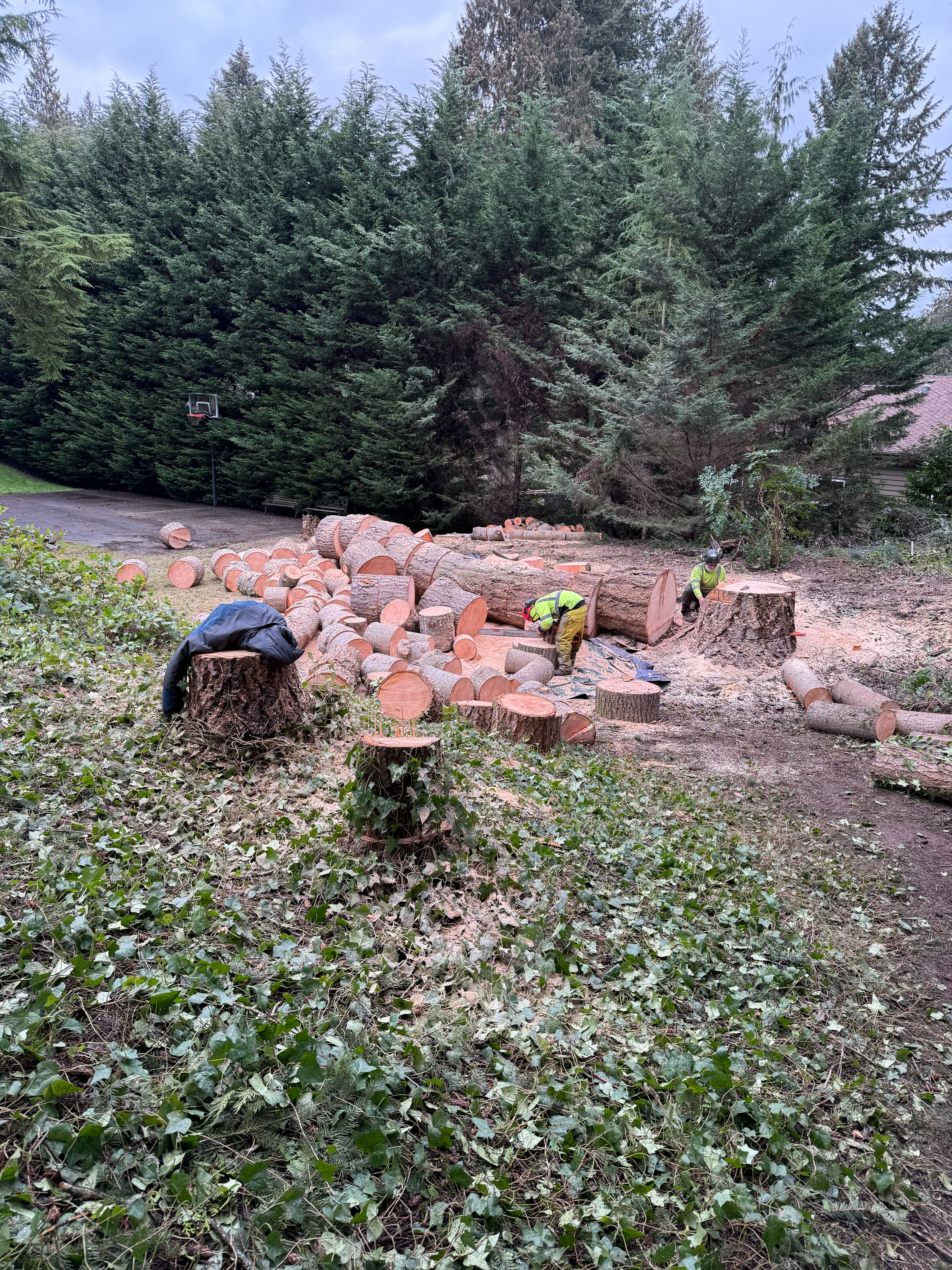 TTree removal crew cutting a large fallen tree into sections and clearing logs from a residential yard.