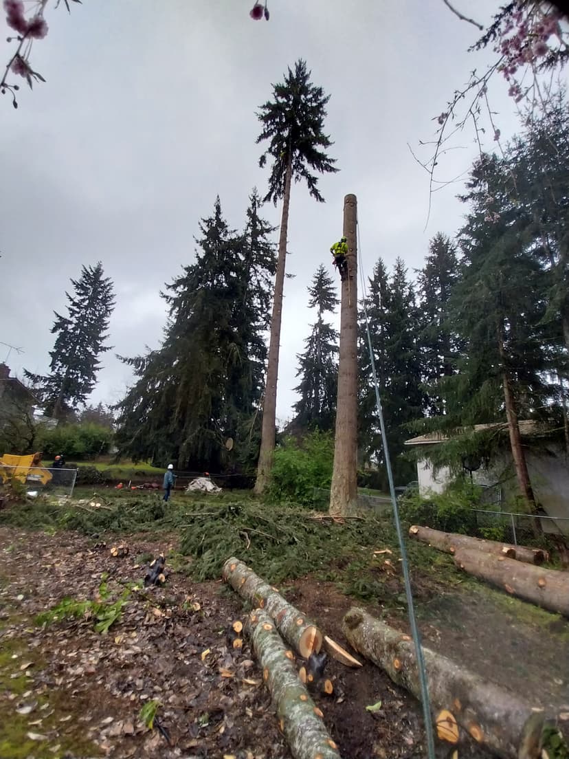 Arborist secured with ropes removing a tall tree trunk while ground crew clears cut logs in a residential property.