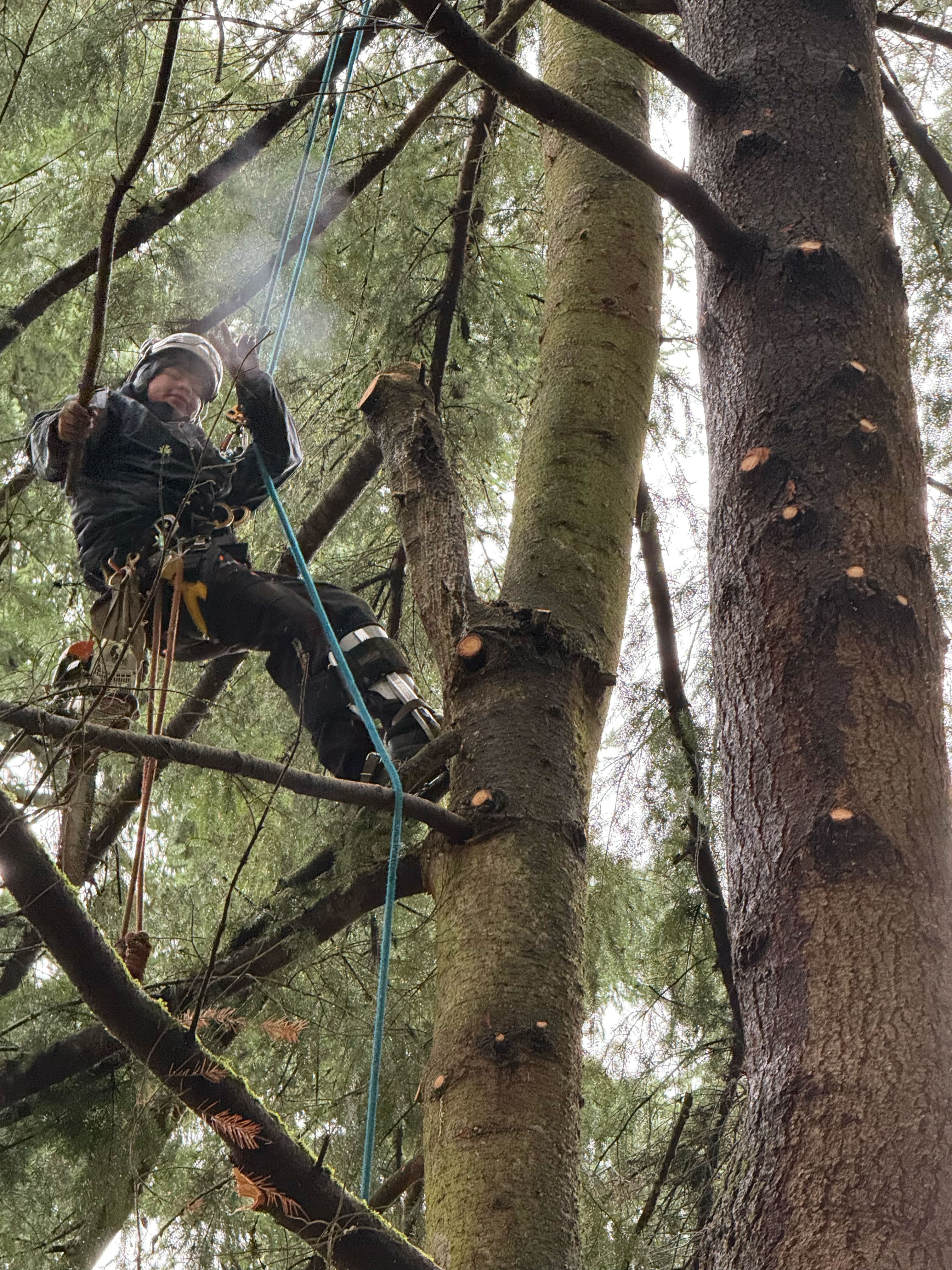 Professional arborist secured with ropes trimming branches high in a tall evergreen tree.