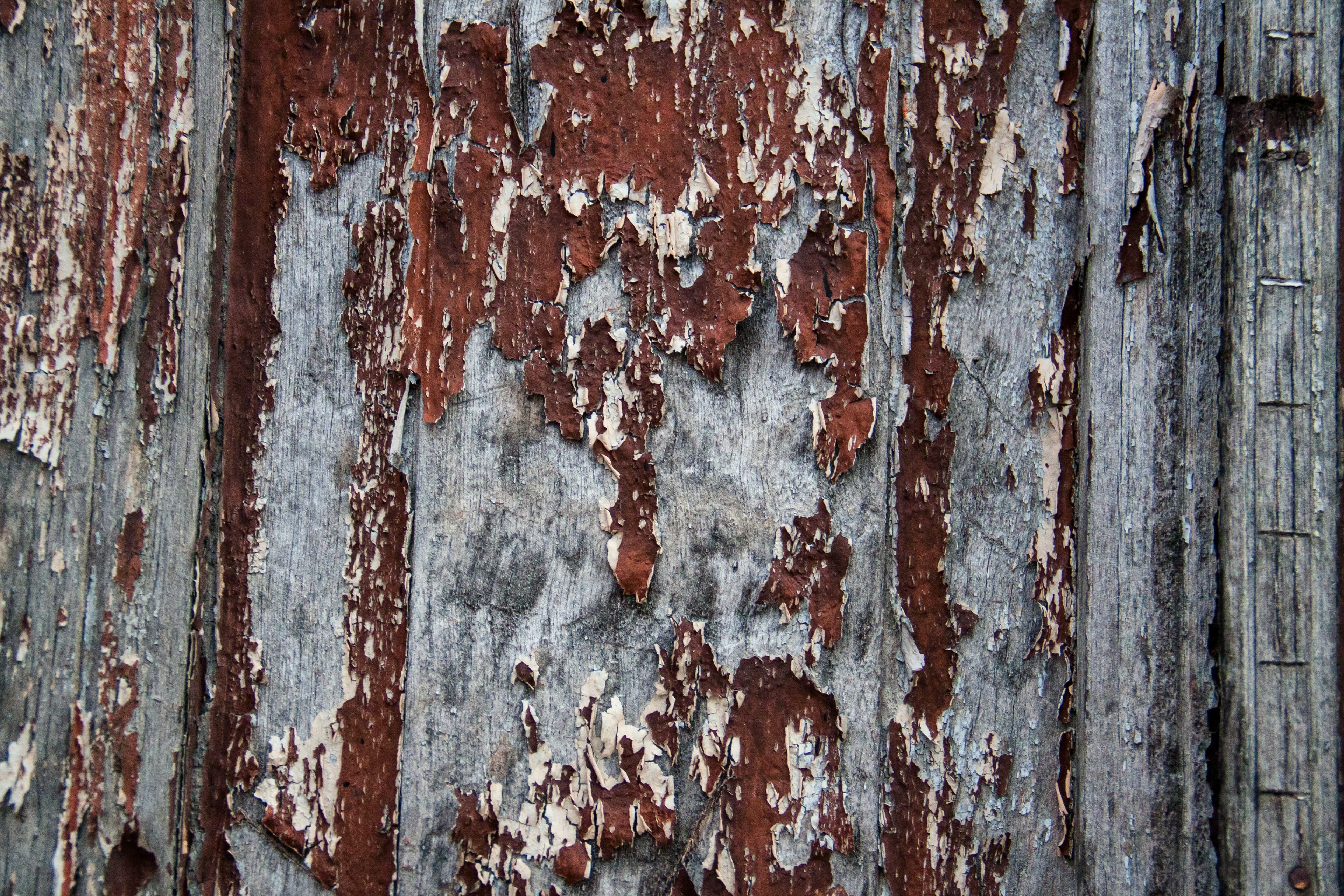 Pine branch showing blister-like fungal growth and tissue damage from white pine blister rust.